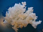 min�raux, aragonite